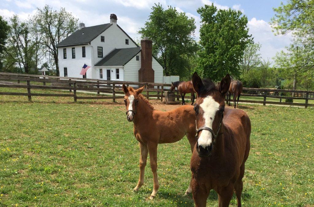 Summer foals will be in sight from the Merrywell driveway.