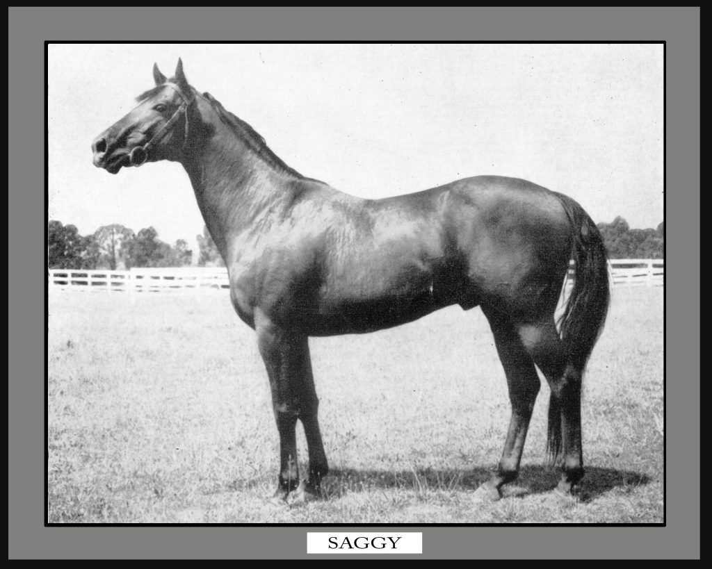 Country Life stallion Saggy: He sired dual classic winner Carry Back,