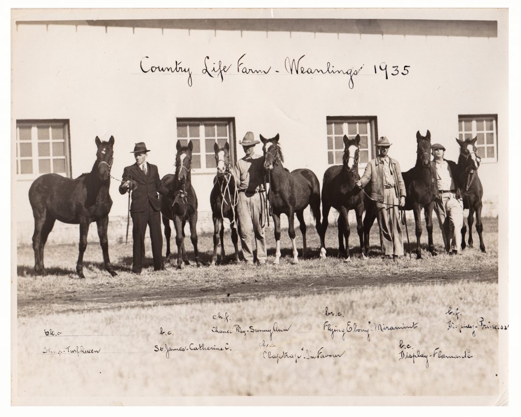 The first crop of weanlings raised at Country Life. The 1935 crop was sold as a lot. 