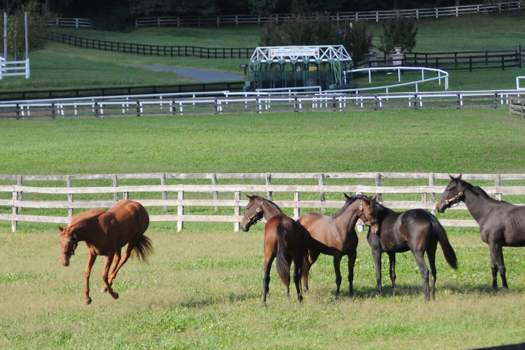 Yearlings at play.