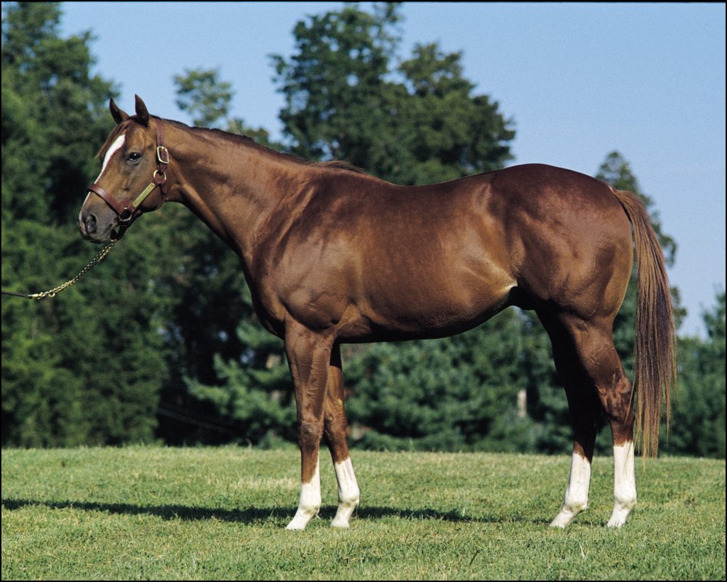 Country Life stallion Citidancer by Dixieland Band sired 29 stakes winners including Grade 1 winners Urbane and Hookedonthefeelin. Dam of Grade I winner Pussycat Doll.