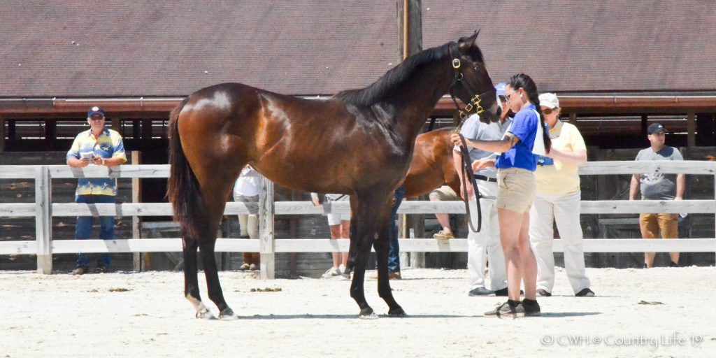 Out of the Deputy Minister mare IMAGISTIC, this leggy filly by Mosler named MOSLER'S IMAGE is a standout yearling.