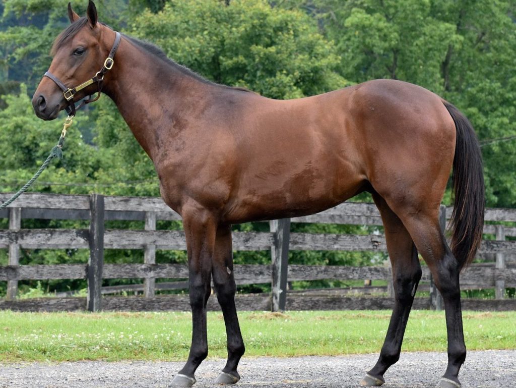 A leggy athletic son of MOSLER, the Maryland-Bred colt named MOSLER SAFE is eligible for the Maryland Million Program and the lucrative 30% Maryland-Bred Owner Awards. 