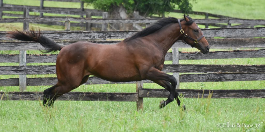 On his first morning at Merryland, MOSLER SAFE displays the SPEEDY athleticism of his sire, MOSLER. 